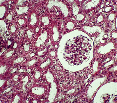 Simple Cuboidal Epithelial Cells