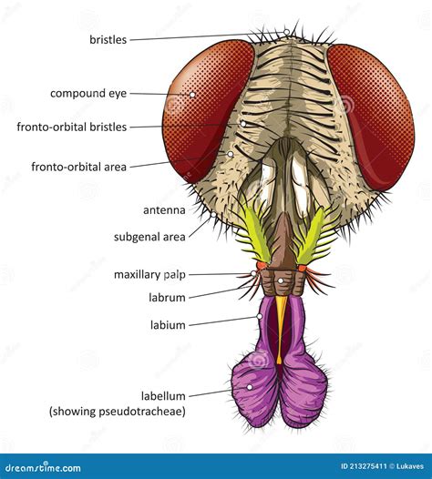 The Housefly Head And Eyes Anatomy Royalty-Free Stock Photo | CartoonDealer.com #241535715