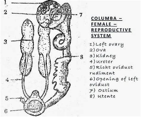 FEMALE REPRODUCTIVE SYSTEM OF BIRD-RABBIT-REPTILE-COMPARISION