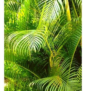 Dypsis Lutescens, Golden Cane Palm Tree Seeds - Etsy
