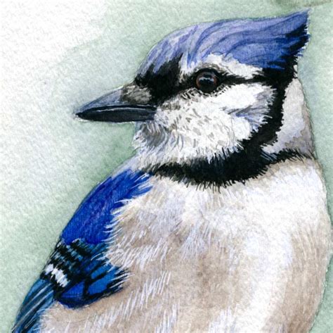 Watercolor Blue Jay at GetDrawings | Free download