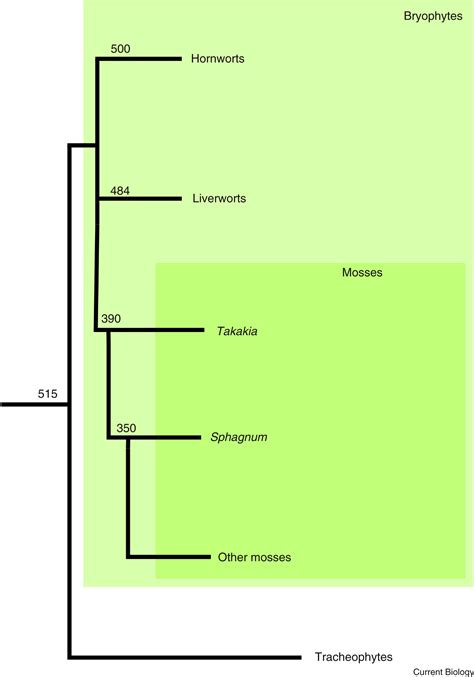 Mosses: Current Biology