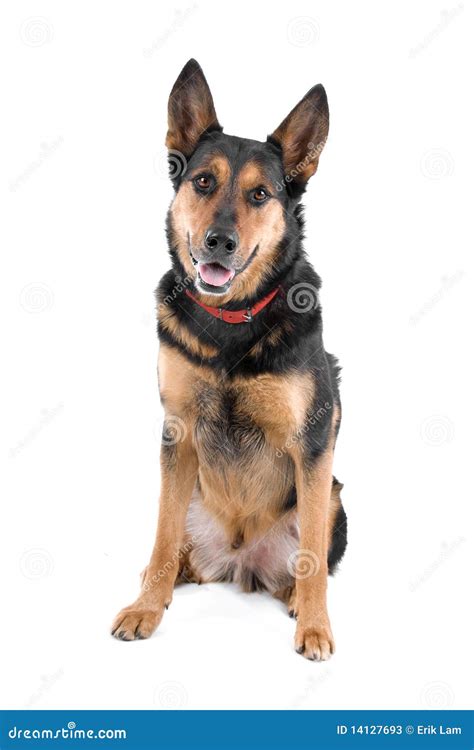 Mongrel Dog Stock Photos - Image: 14127693