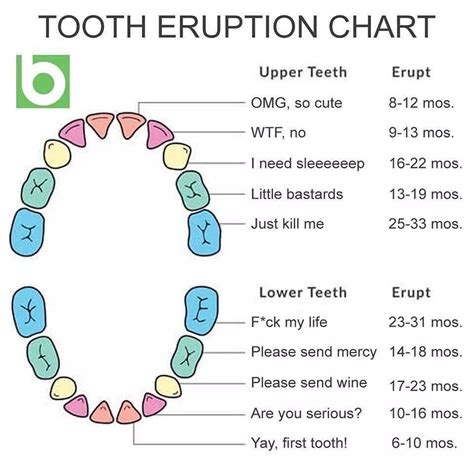 Pin by Sandra Hoff on To Parent | Teething chart, Baby teething chart ...