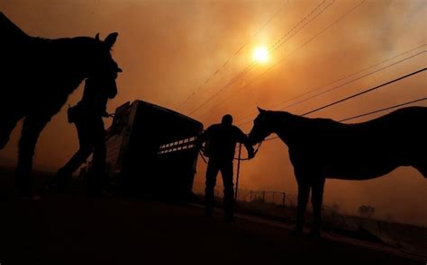 NorCal Clinic Donations -- to help horses displaced by the Camp fire | NorCal Hunter Jumpers