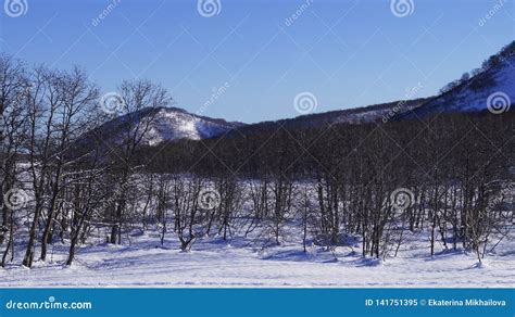 January, 26th, 2019 - Winter Forest in Vilyuchinsk City, Kamchatka Peninsula, Russia Stock Image ...