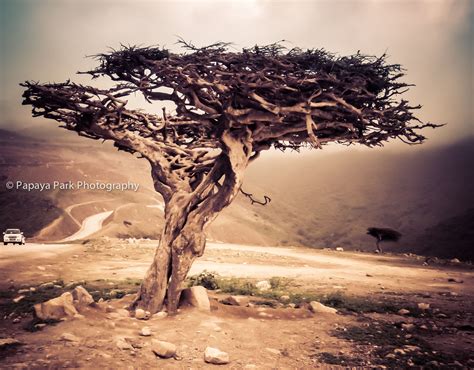 Frankincense tree in Dhofar, Oman. | Park photography, Travel ...