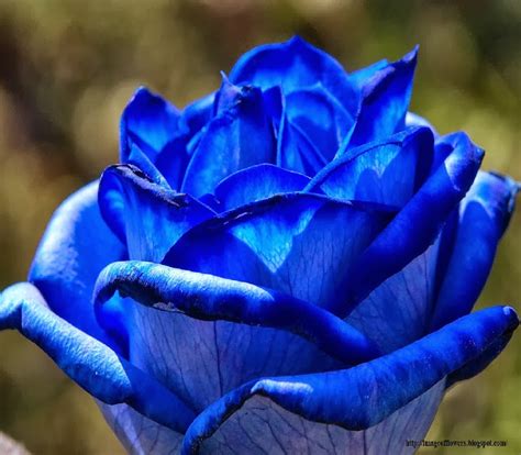 Beautiful Flowers Picture | Download Free Flowers Photos: Image of ...