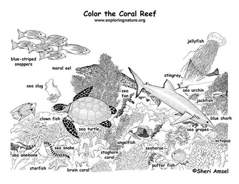 Coral Reef Coloring Page | Ocean coloring pages, Coral reef animals, Coloring pages