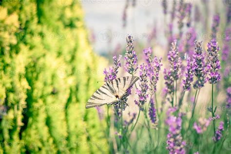 Butterfly at Lavender Bush 15768927 Stock Photo at Vecteezy