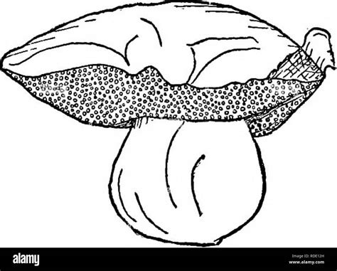 Yellow pale mushroom Black and White Stock Photos & Images - Alamy
