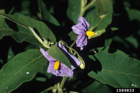 silverleaf nightshade (Solanum elaeagnifolium)