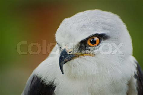 Young White Head Falcon | Stock image | Colourbox