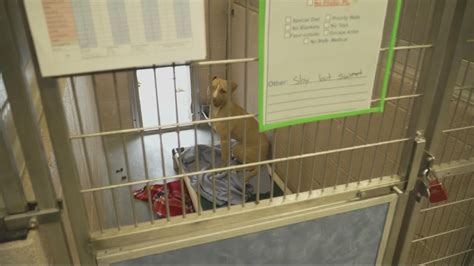 Multnomah County Animal Services changes euthanasia policy | kgw.com