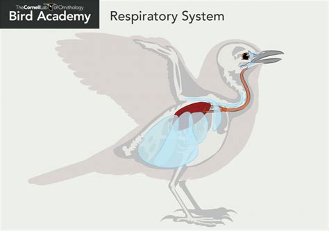 All About Bird Anatomy | Bird Academy • The Cornell Lab