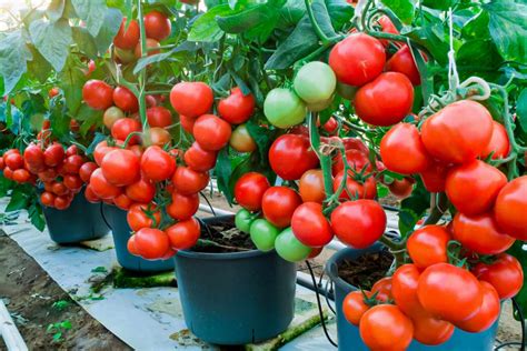 10 Container Vegetable Garden Ideas: Best Veggies to Grow