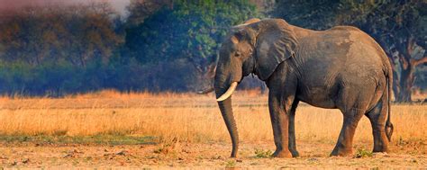 Best Time To Visit Zambia On Safari [Examining All Seasons]