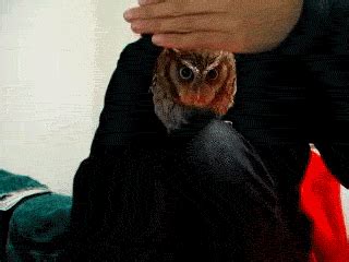 baby owl gifs Page 2 | WiffleGif