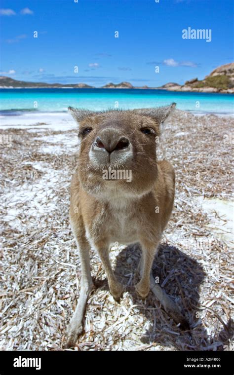 Kangaroo on beach at Lucky Bay Esperance Western Australia Stock Photo ...