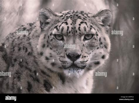 Snow leopard habitat hi-res stock photography and images - Alamy