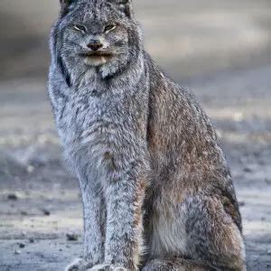 Canadian Lynx - Facts, Diet, Habitat & Pictures on Animalia.bio