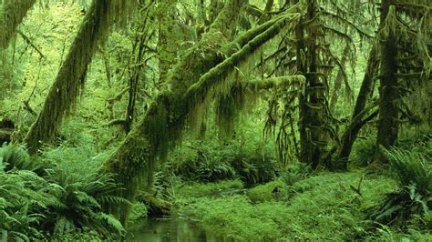 Pacific Northwest Rainforest Wallpapers - Top Free Pacific Northwest Rainforest Backgrounds ...