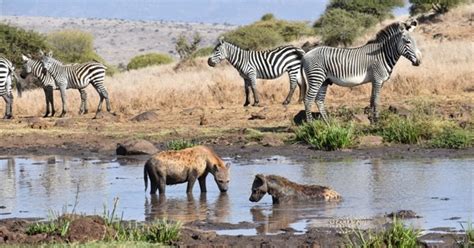 Top 10 Animals in Kenya