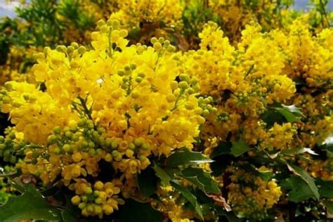 Identify Yellow Flowering Shrubs | Best Flower Site