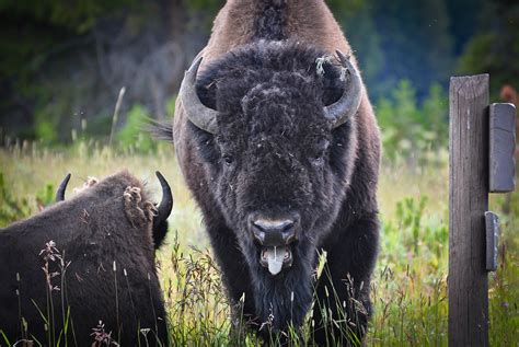 Fine Art Nature Photography from Yellowstone National Park