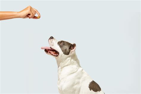 Glucosamine for Dogs: Supporting Hip and Joint Health | Great Pet Care