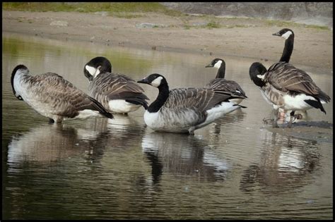 Canadian Geese Ready For Migration | Canadian goose, Goose, Migrations