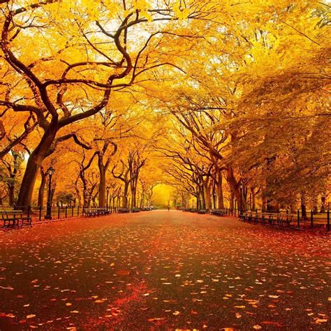 Central Park in fall https://ift.tt/2PMPyhp | Autumn scenes, Fall ...