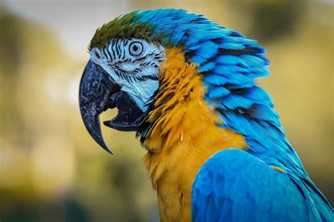 Guacamaya Ave Pajaro - Foto gratis en Pixabay - Pixabay