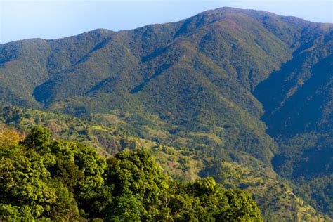 Explore a Jamaica Blue Mountain Coffee Farm (World's Best Coffee ...