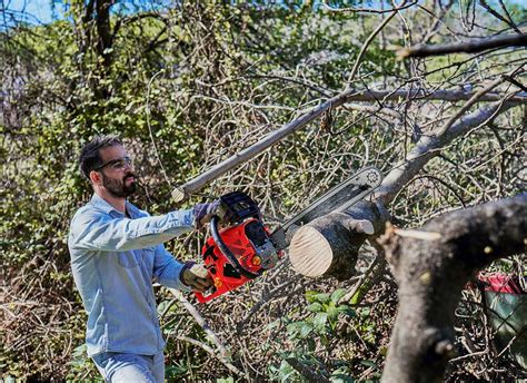 How To Prune a Tree: Step-by-Step Guide