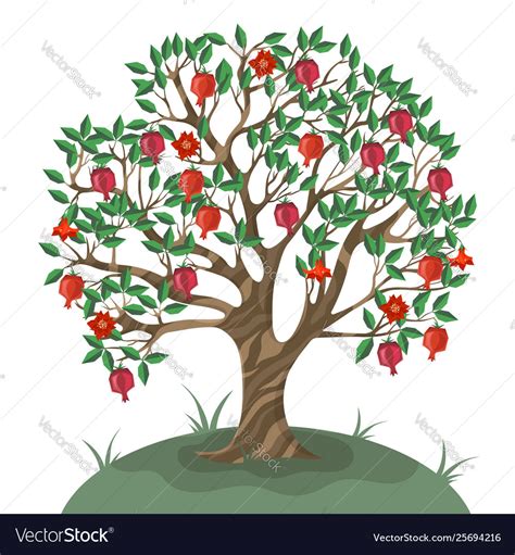 Pomegranate tree isolated on white background Vector Image