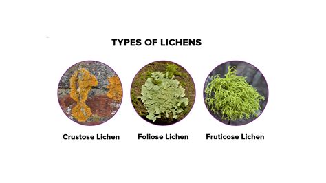 What are the 3 morphological types of lichen?