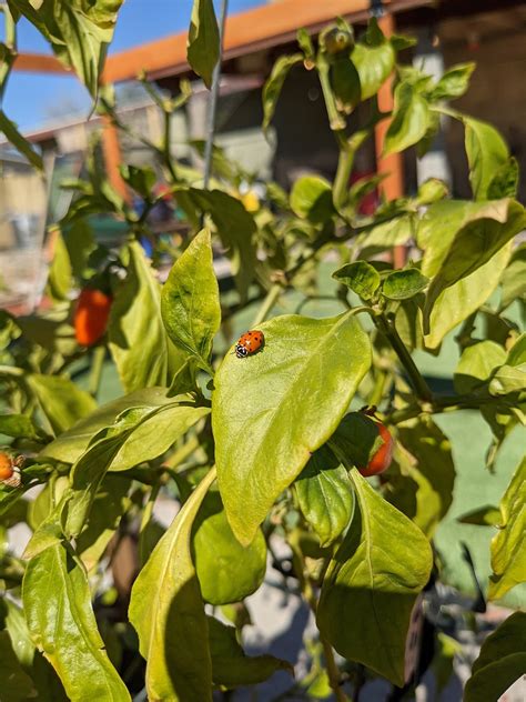 Ladybug Gardening Leaf - Free photo on Pixabay - Pixabay