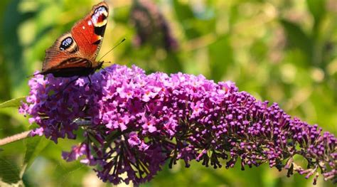 21 Different Butterfly Bush varieties For Your Garden