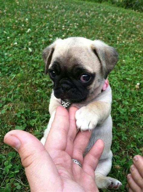 Aww !! | Cute pugs, Cute dogs, Cute animals