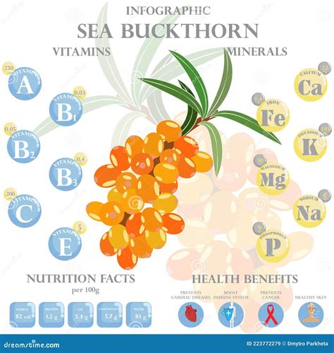 Health Benefits and Nutrition Facts of Sea Buckthorn Infographic Vector ...