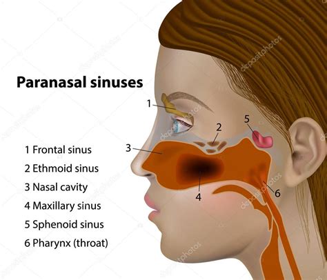 Anatomy Paranasal Sinuses Side Views Frontal Sinus Maxillary Sinus ...