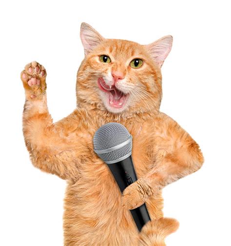 Cat Singing Stock Photos, Pictures & Royalty-Free Images - iStock