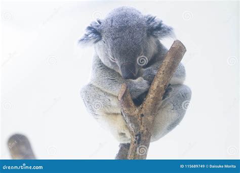 Koala Bear Sleeping on a Tree Stock Image - Image of bear, wild: 115689749