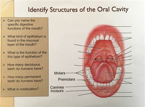 BIOL 122 Structures of the Oral Cavity Diagram | Quizlet