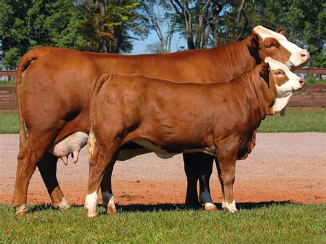 Simbrasil. Cow and calf | Cow calf, Bull cow, Hereford cows