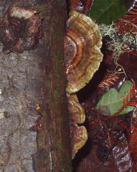 Turkey-tail Mushrooms | Photo by Vicki Rogers Notice: We hav… | Flickr