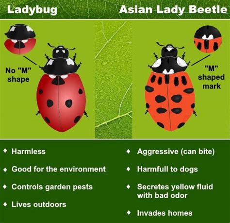 Types of Ladybugs (Including Asian Lady Beetle Vs. Ladybug)