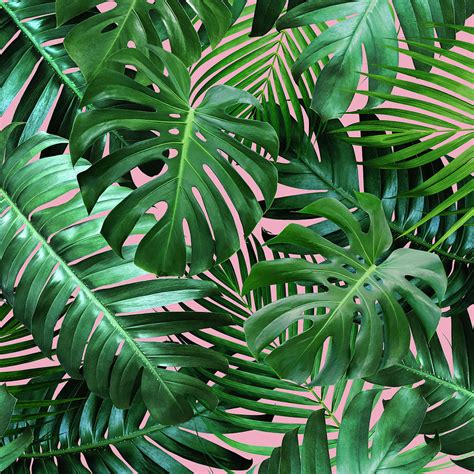 Tropical leaves on pink background Photograph by Natee Srisuk - Fine Art America