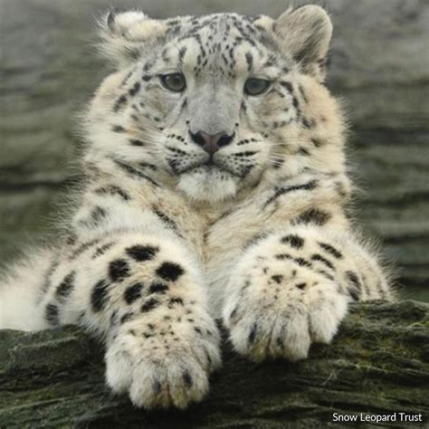 Save the Snow Leopard en 2020 | Léopard des neiges, Les chats sauvages ...